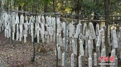 （乡村行·看振兴）福建柘荣乡村多元产业“点绿成金” 赋能乡村振兴